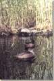 Enten