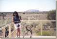 zwischen Ayers Rock und Olgas