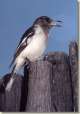 kein Kookaburra
