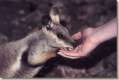 Wallabies
