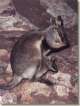 Wallaby
