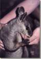 Wallaby