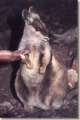Wallaby